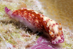 Hypselodoris maculosa. Picture taken in Maldives. by Anouk Houben 